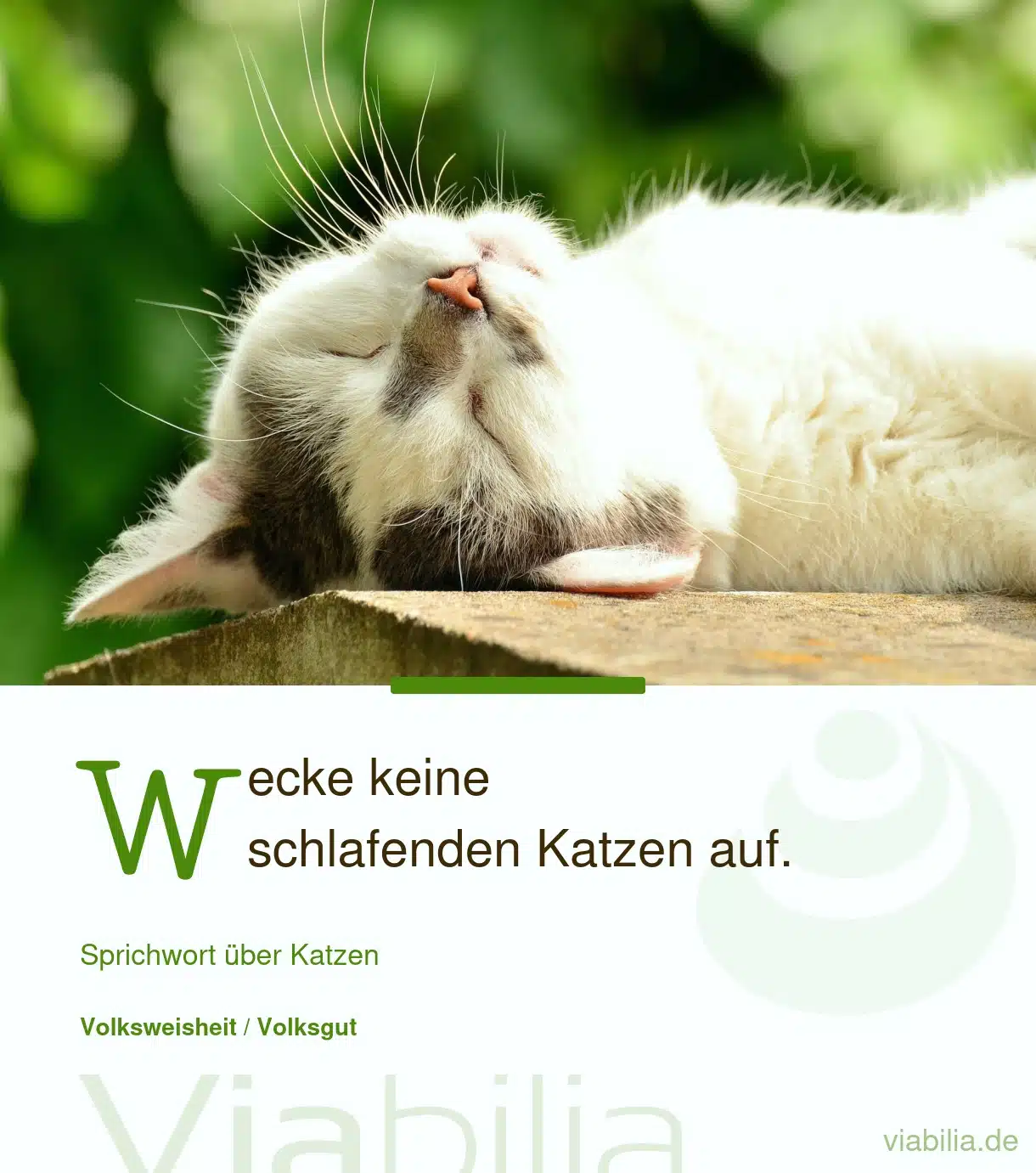 Sprichwort: keine schlafenden Katzen wecken