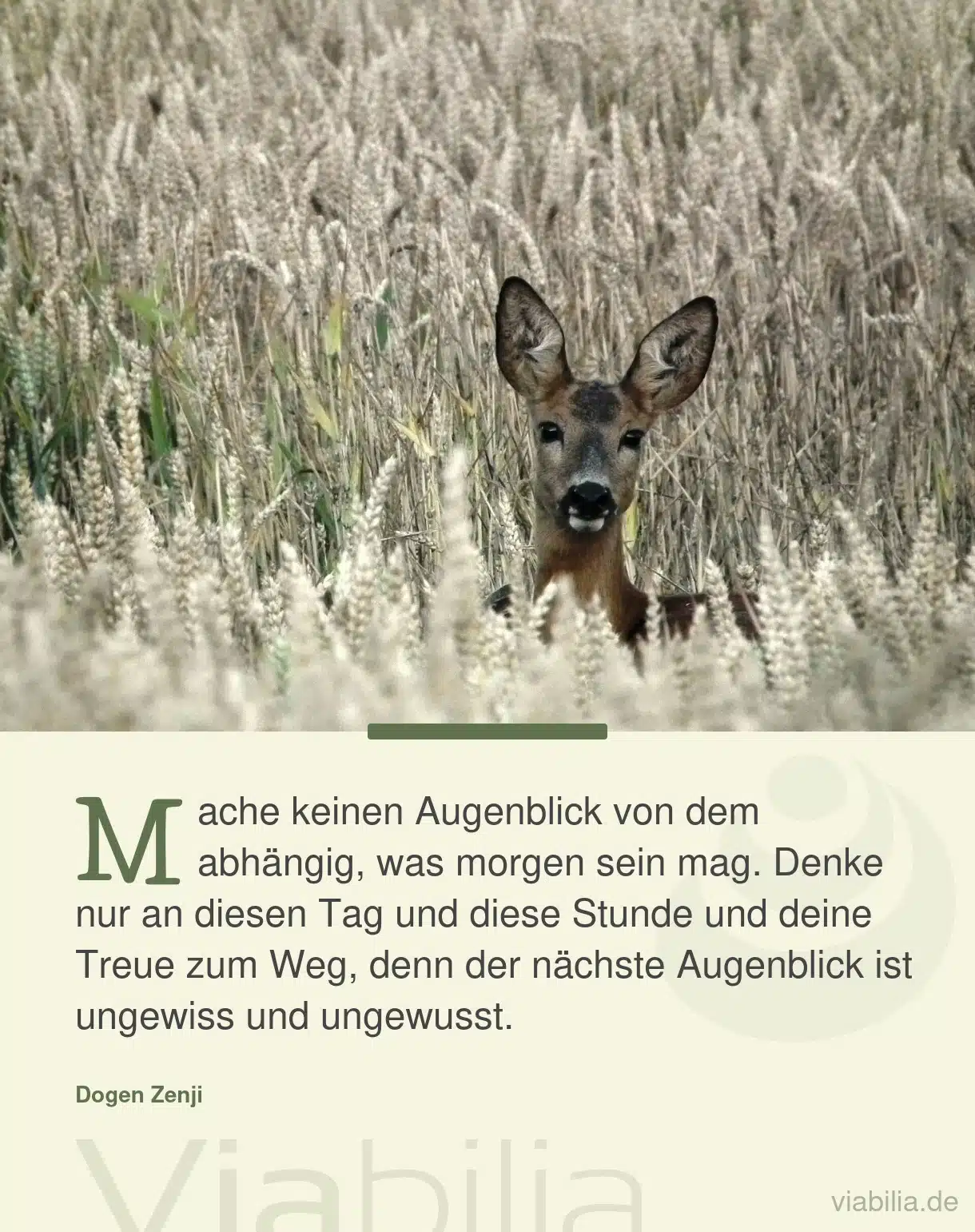 Buddhistische Weisheit über das Leben im Jetzt