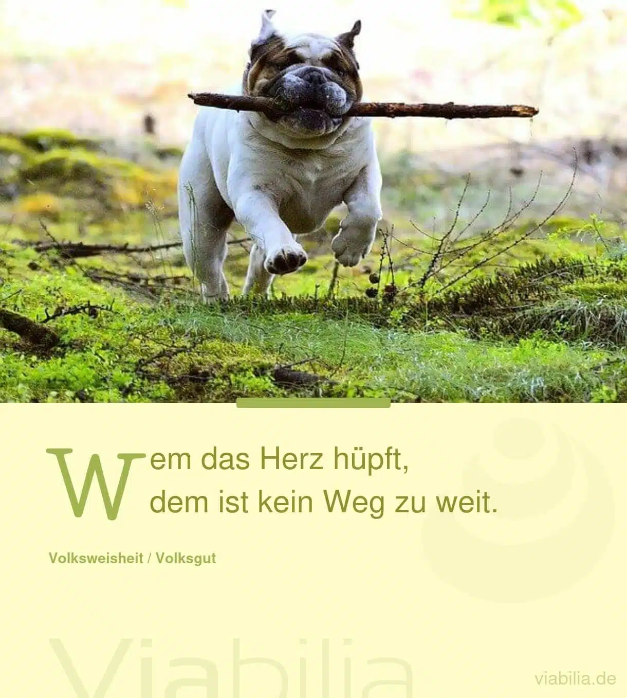 Spruch über Frohsinn und Begeisterung für den Weg Spruch über Frohsinn und Begeisterung für den Weg