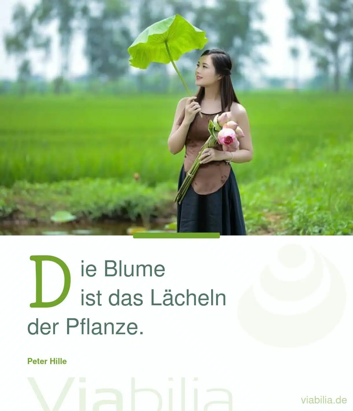 Spruch bzw. Metapher: Blume ist Lächeln der Pflanze