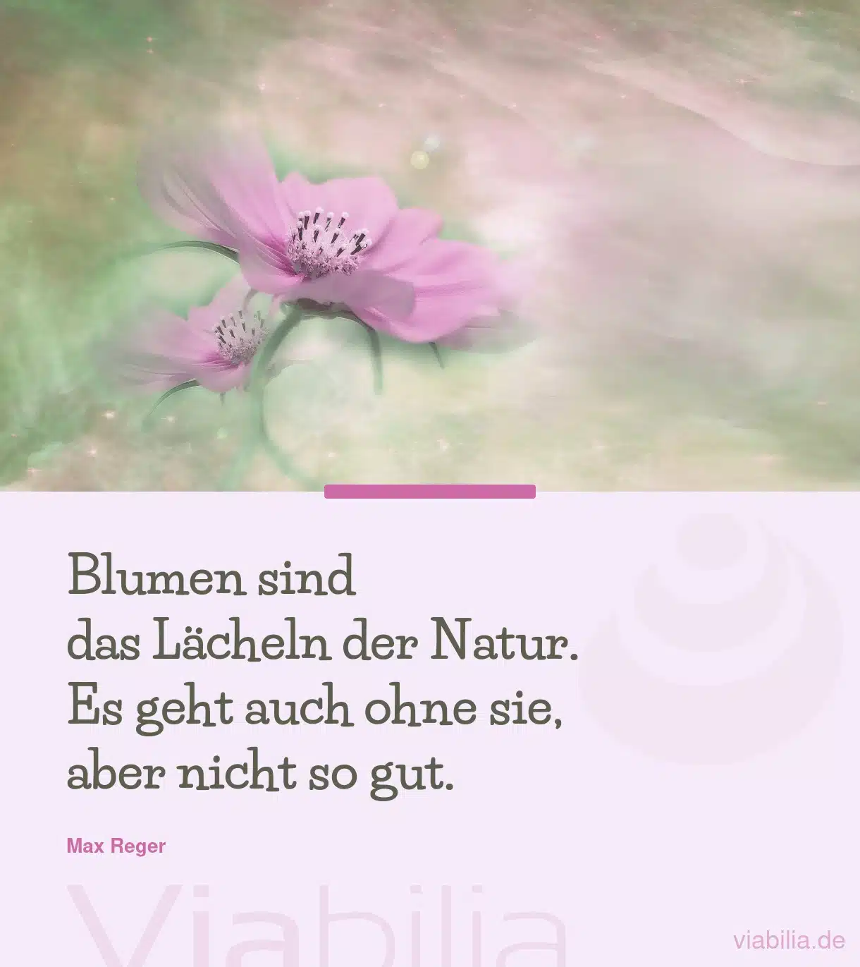 Schöne Blumensprüche mit Blumenbildern