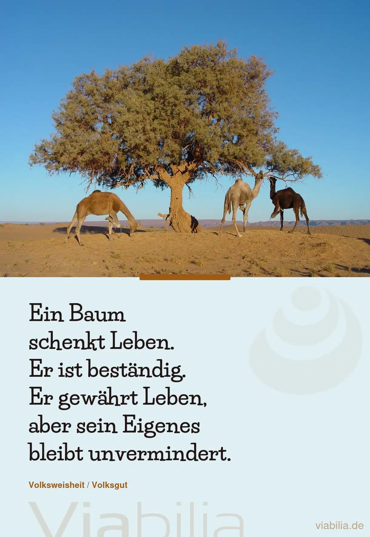 Spruch der amerikanischen Ureinwohner: ein Baum schenkt Leben