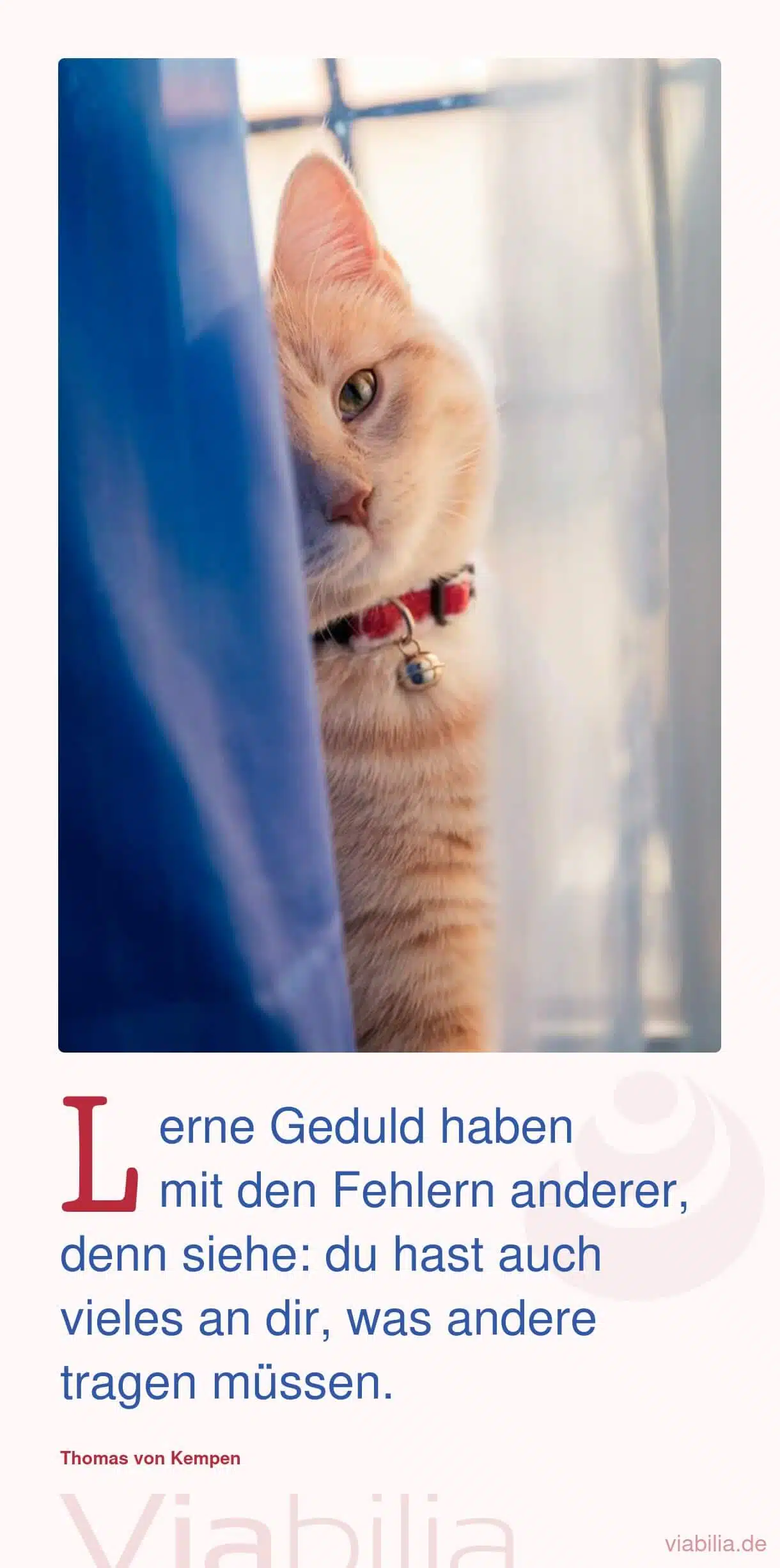 Spruch mit Katze im Bild über die Geduld