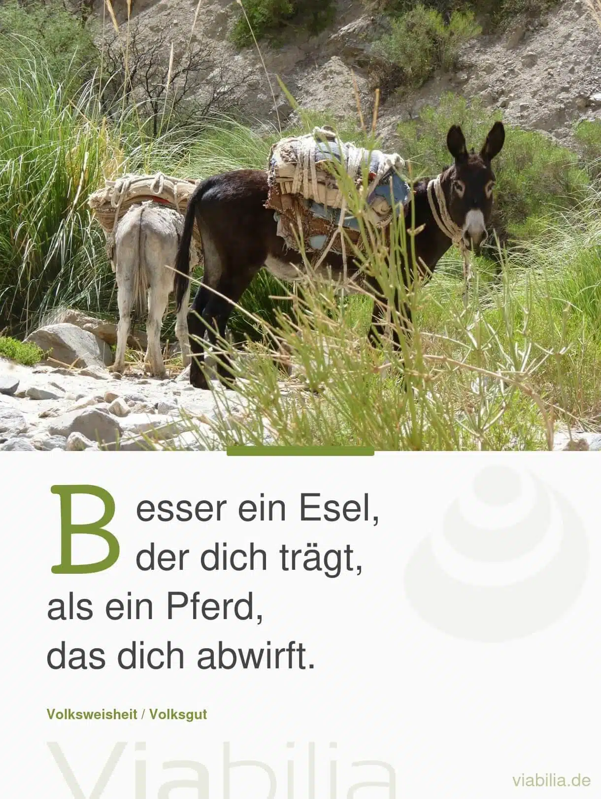 Spruch mit Esel und Pferd zum Thema Genügsamkeit