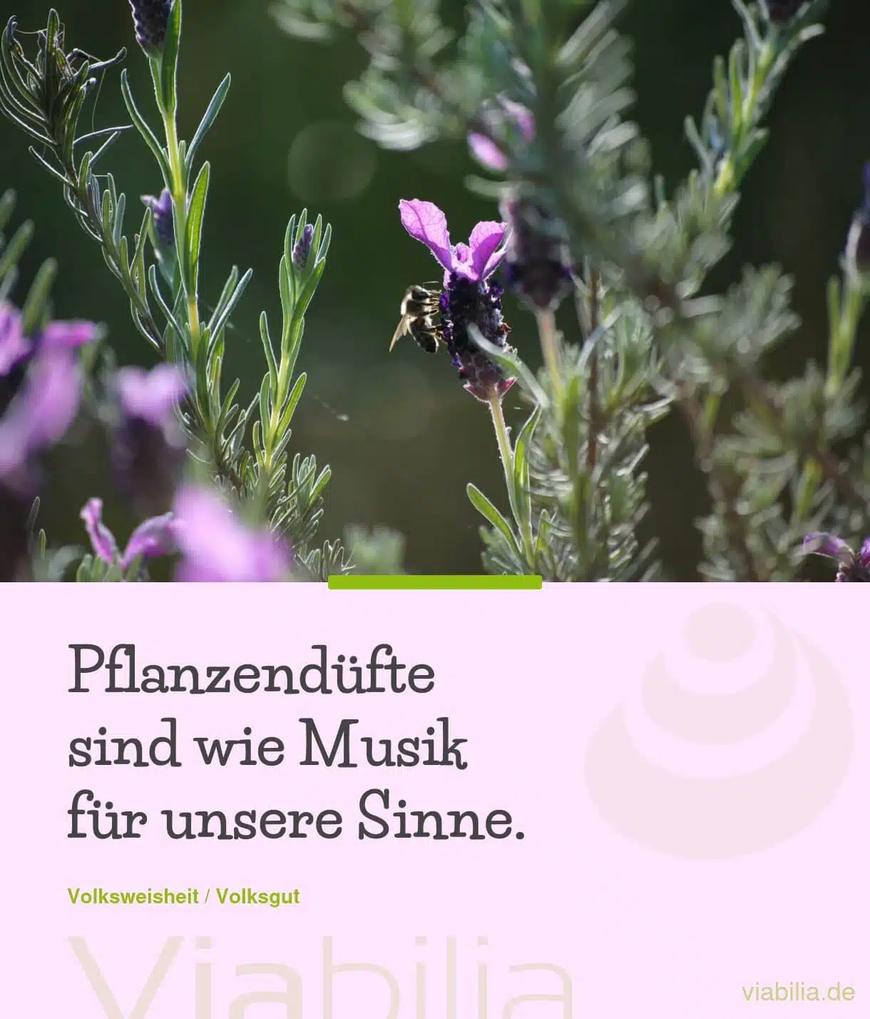 Schöne Blumensprüche mit Blumenbildern