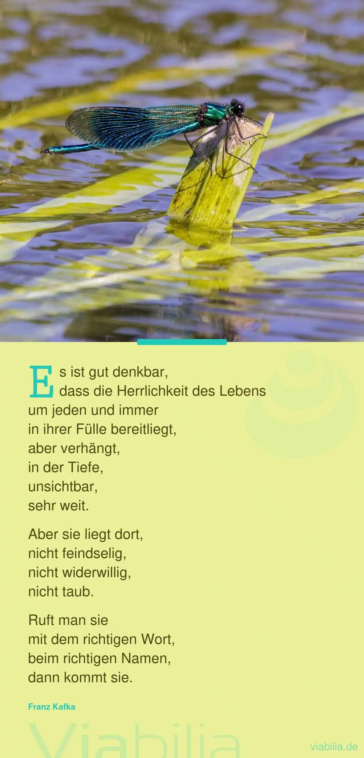 Hoffnungsfroher Spruch über die Herrlichkeit des Lebens Hoffnungsfroher Spruch über die Herrlichkeit des Lebens