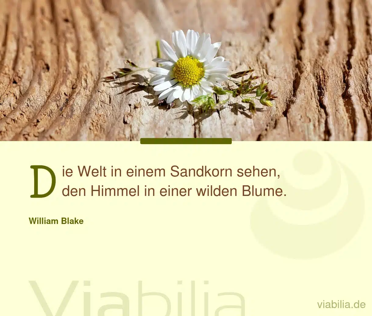 Spruch: den Himmel in einer wilden Blume sehen