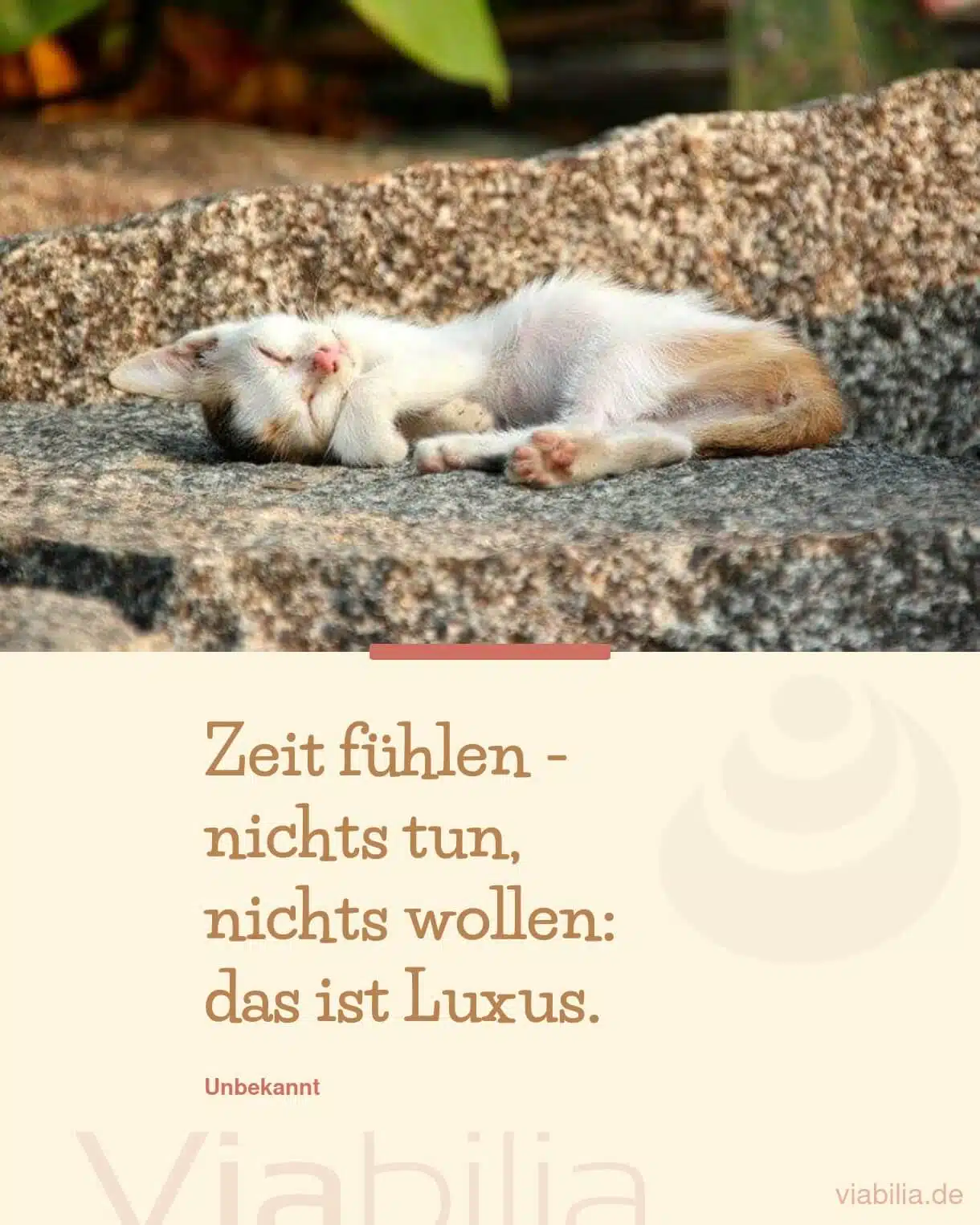 Spruch mit Katze auf Bild: Zeit fühlen ist Luxus