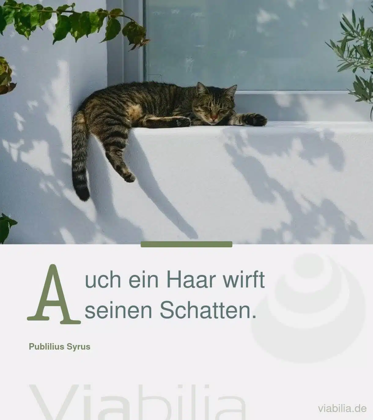 Spruch mit Katze: Auch ein Haar wirft Schatten