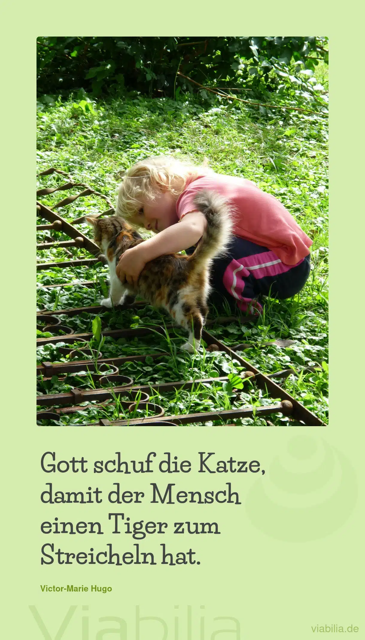Spruch: Katze zum Streicheln