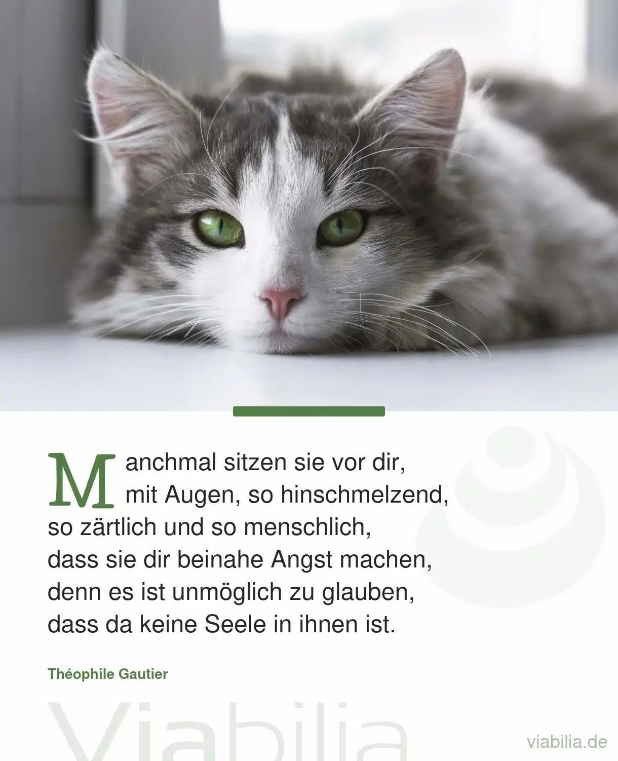 Süße Katzensprüche mit Bild zum Teilen