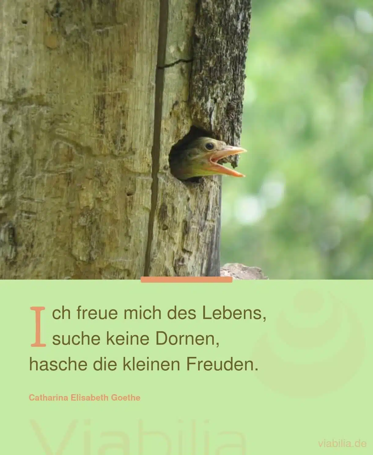 Spruch über die Freude in den Kleinigkeiten finden Spruch über die Freude in den Kleinigkeiten finden
