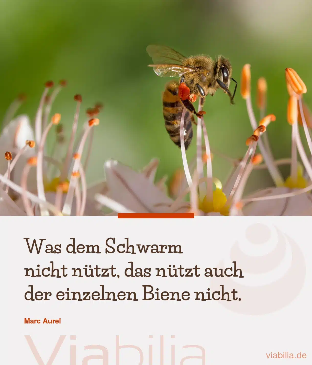 Spruch über Schwarm und Biene