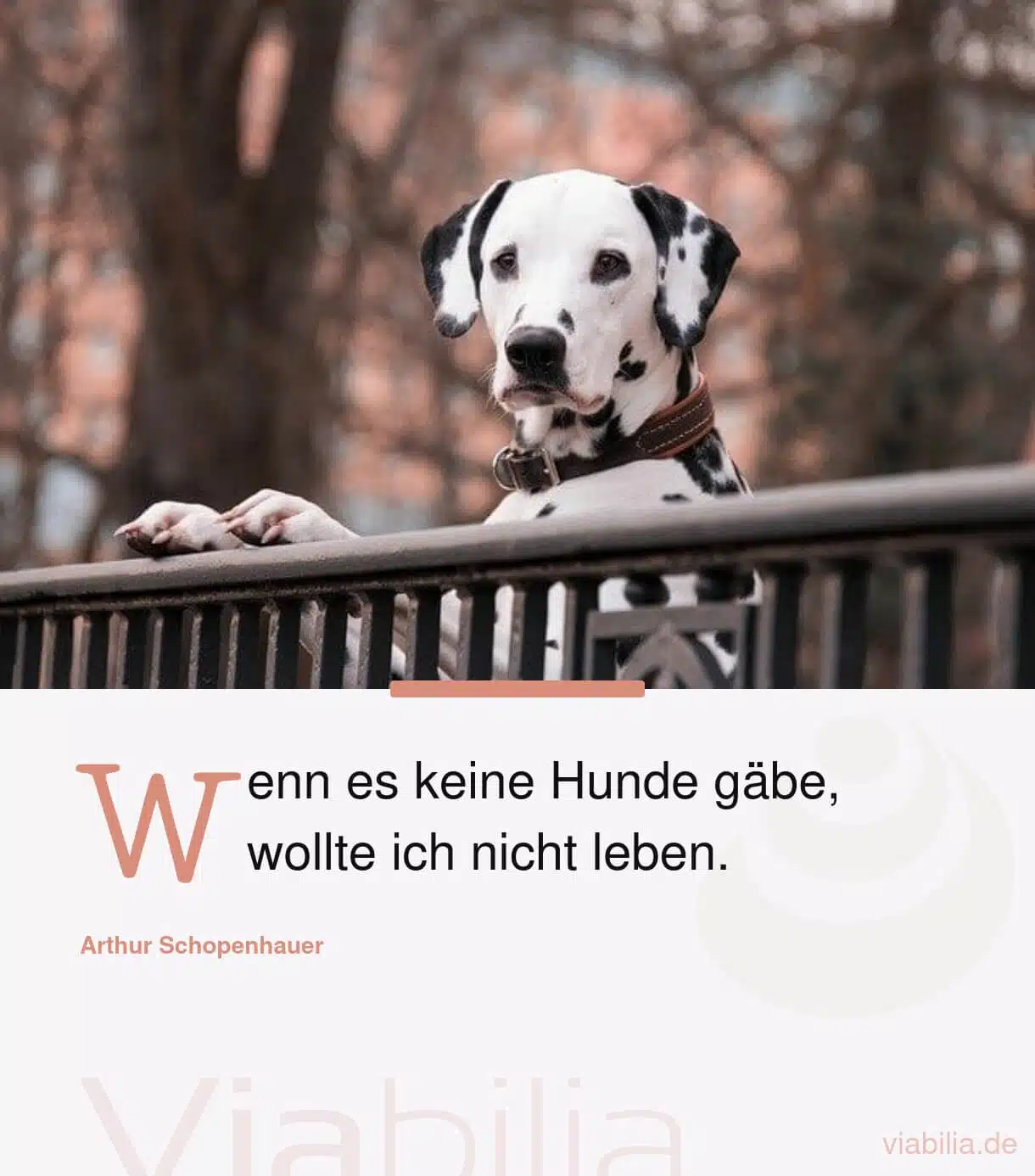 Hundesprüche, hier Spruch: mit Hund bzw. Tieren ist das Leben besonders lebenswert