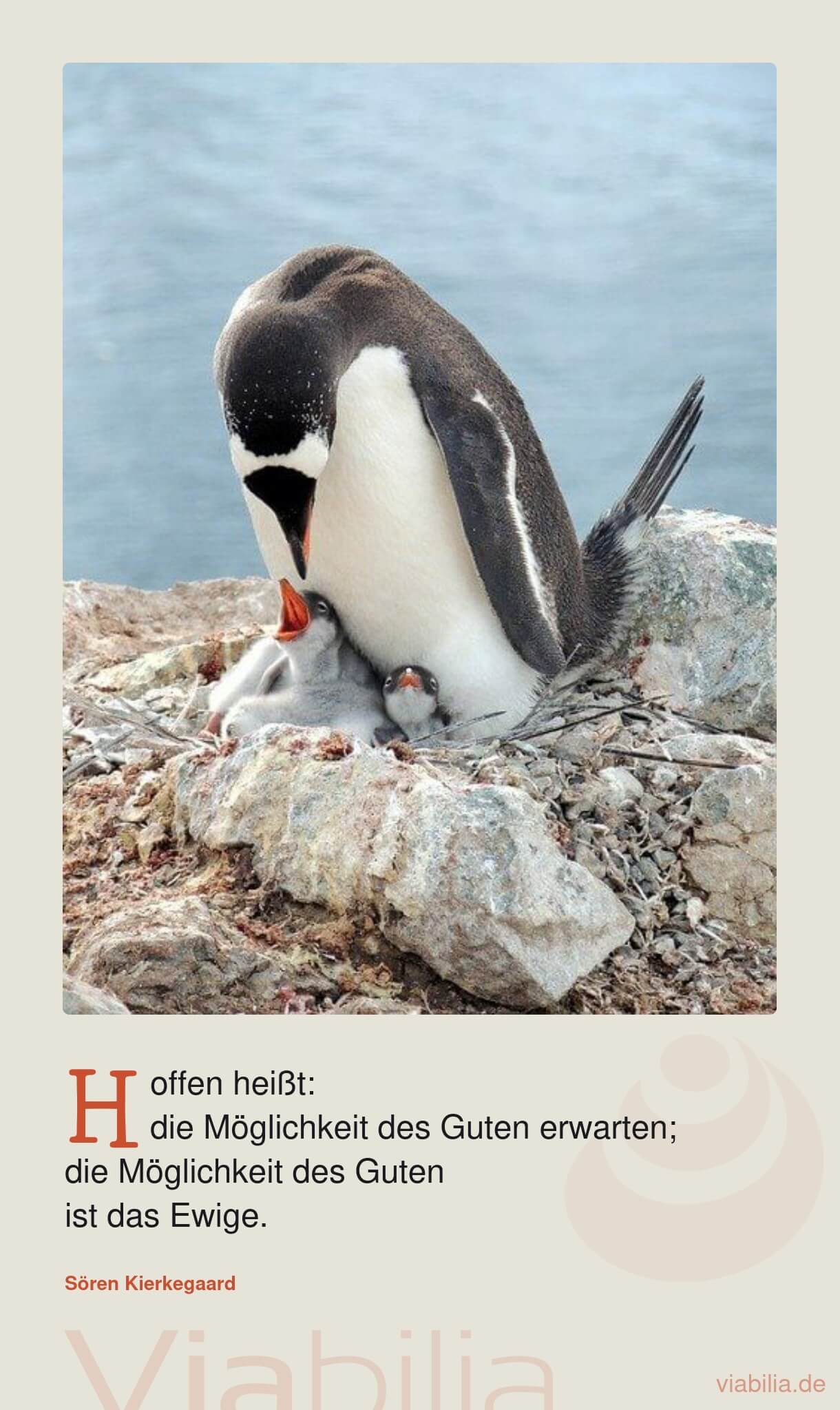 Spruch mit Pinguinen auf Bild über die Hoffnung