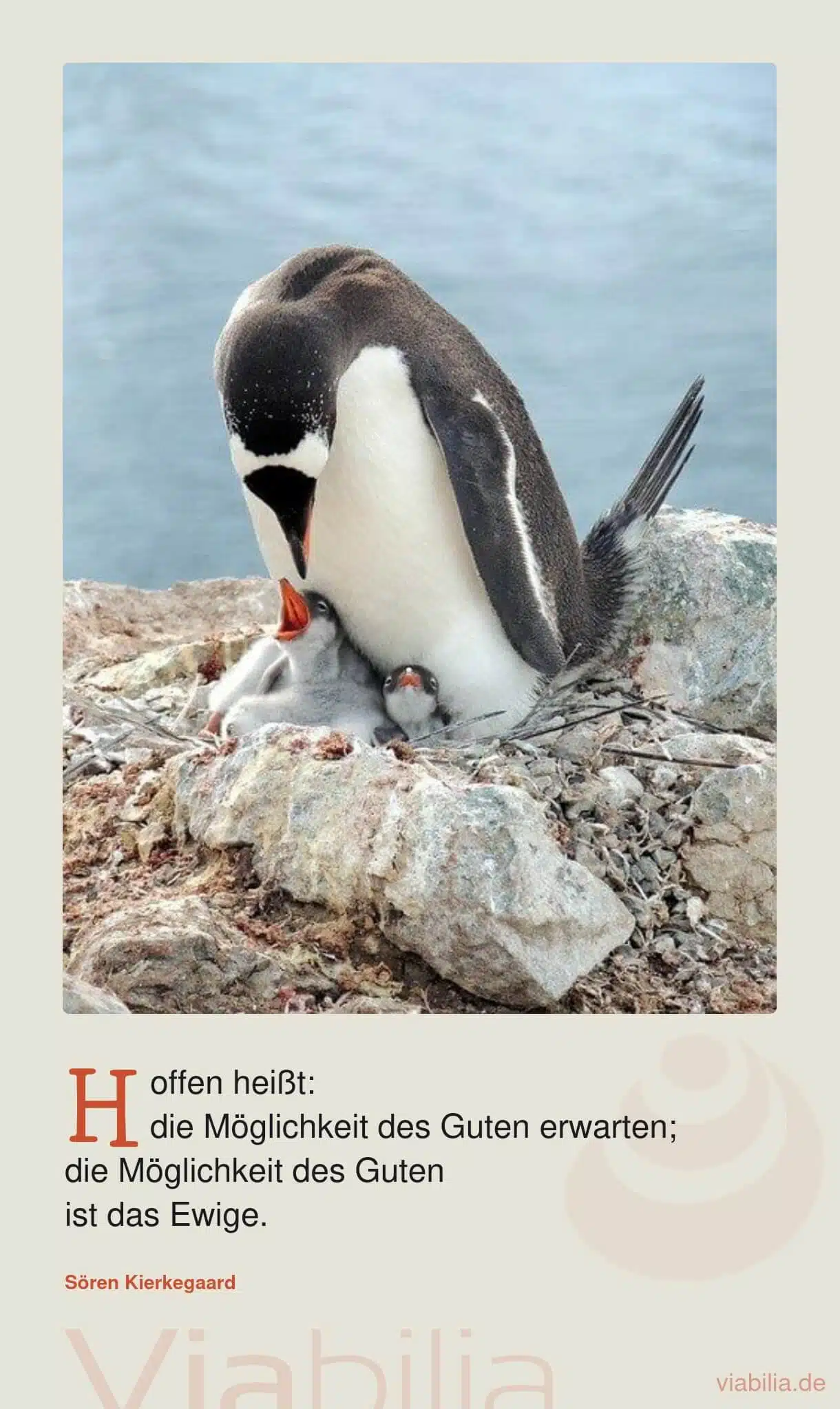 Spruch mit Pinguinen auf Bild über die Hoffnung Spruch mit Pinguinen auf Bild über die Hoffnung
