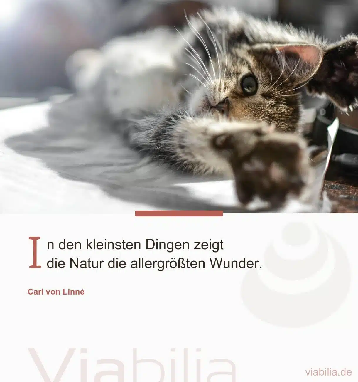 Spruch mit Katze im Bild