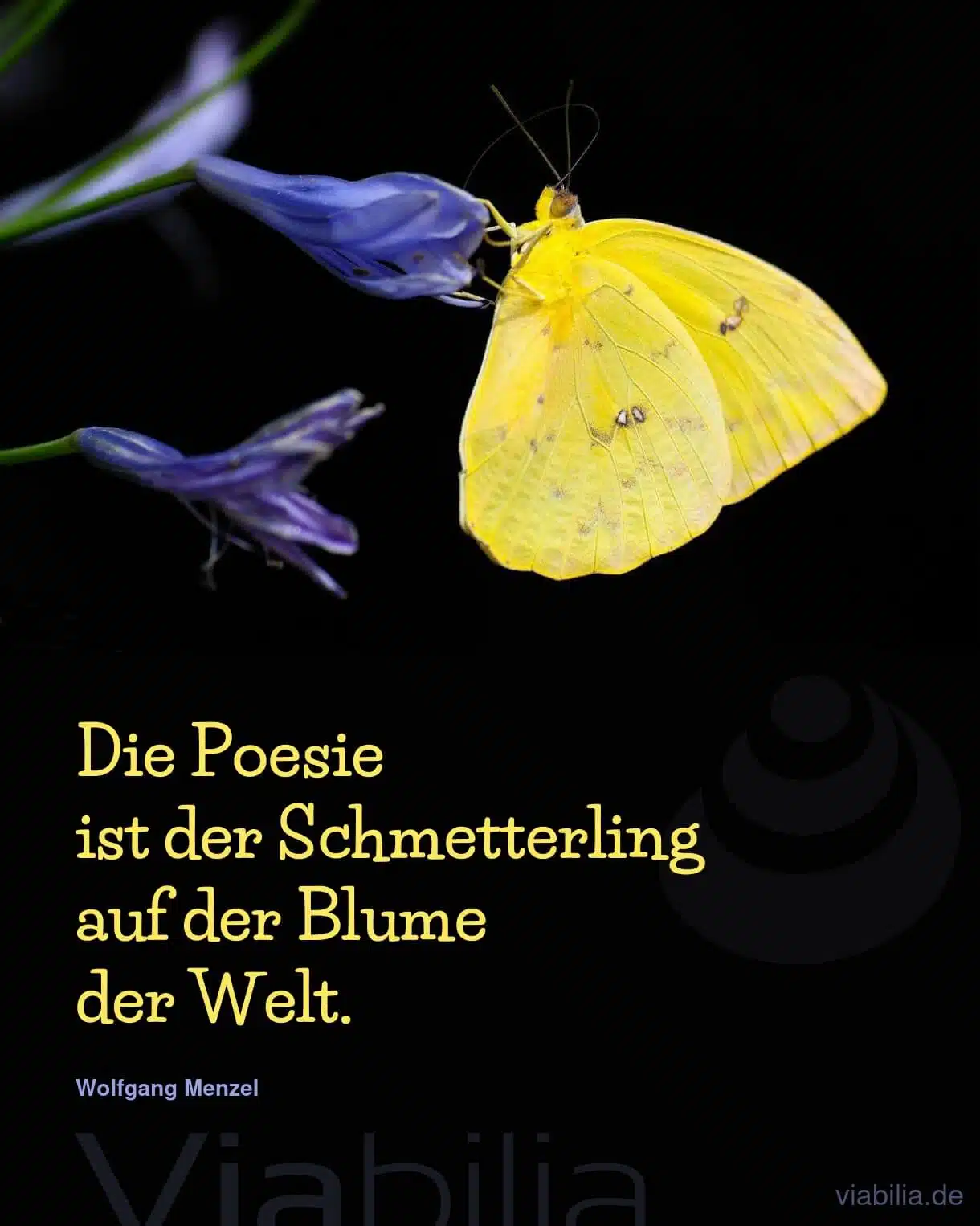 Spruch: Poesie ist Schmetterling der Welt