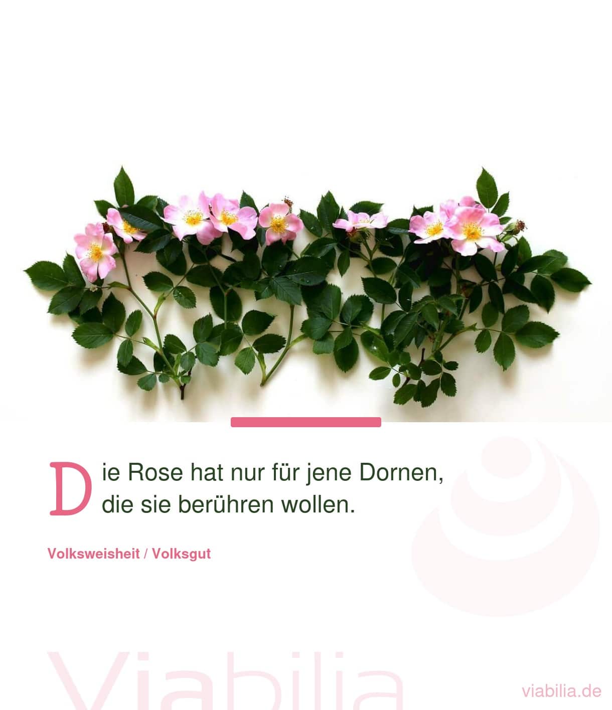 Spruch über die Dornen einer Rose