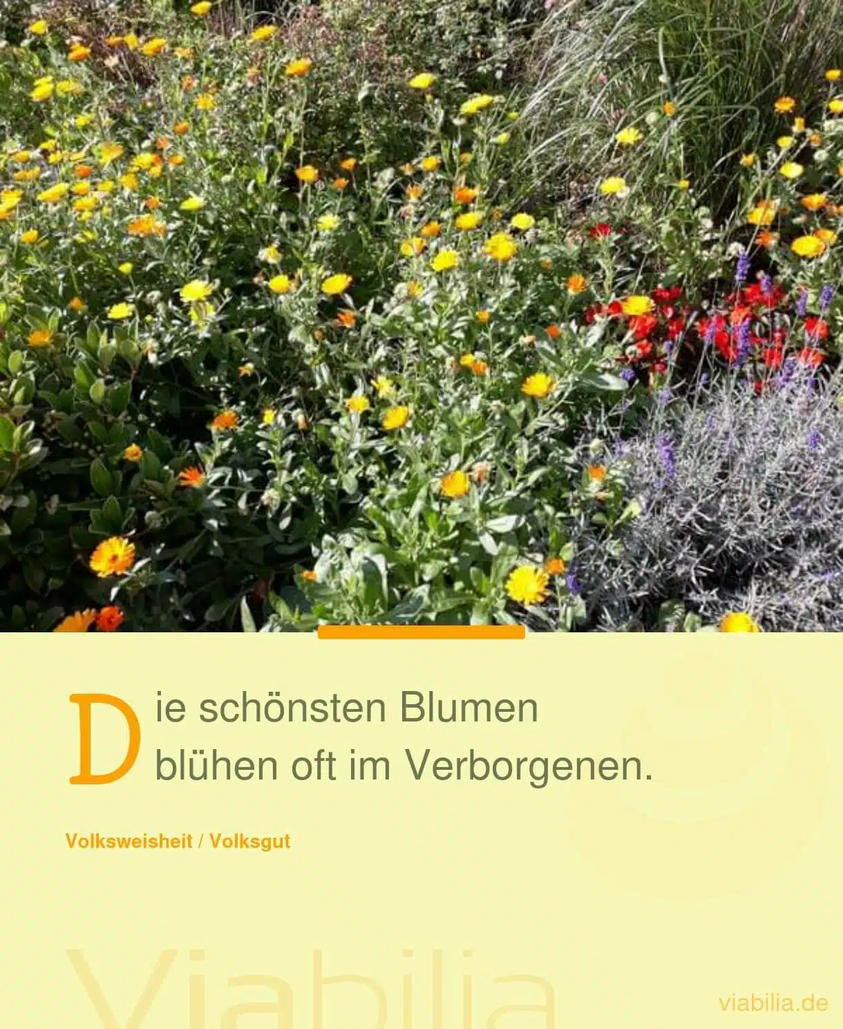 Spruch: schönste Blumen
