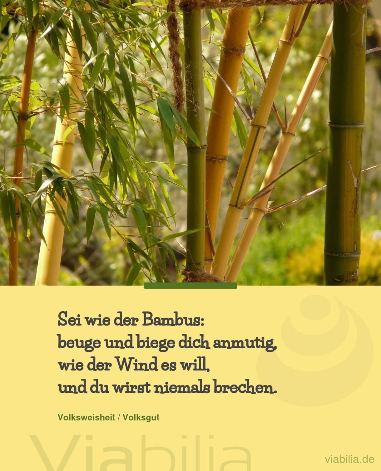 Spruch: sei wie der Bambus