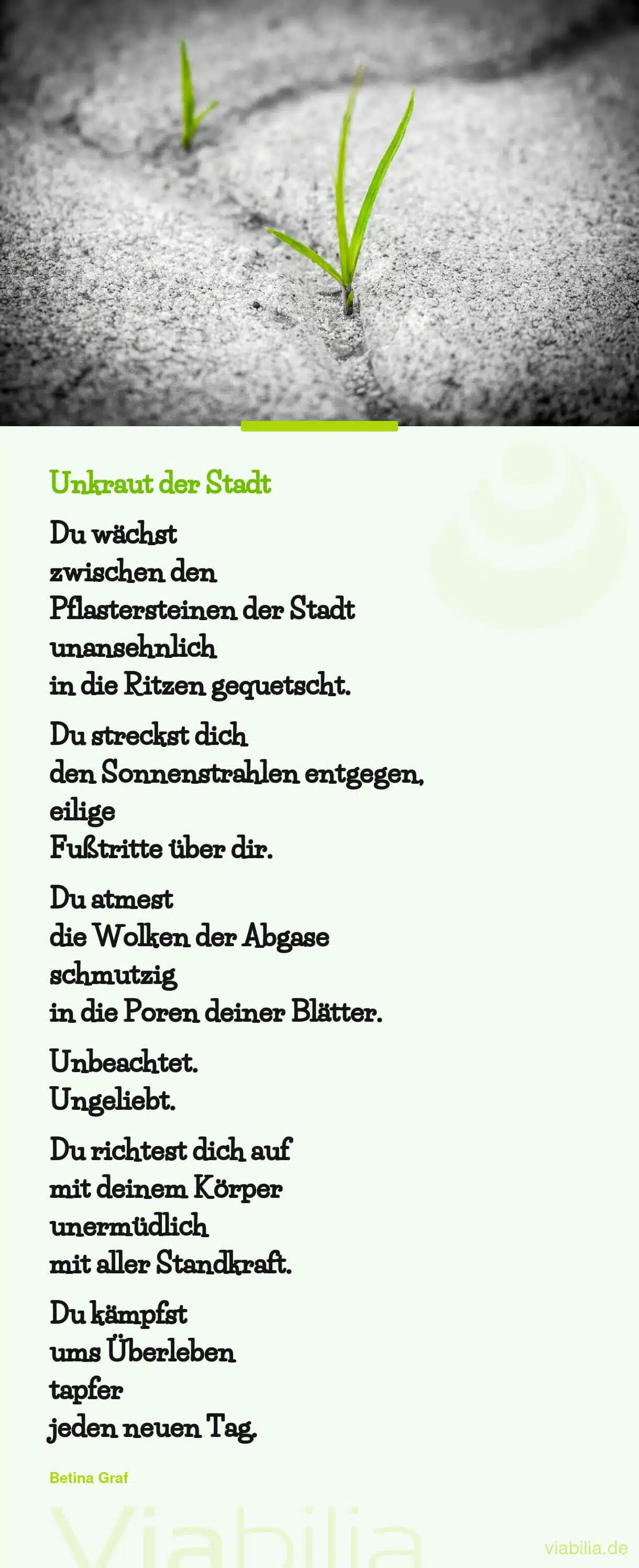 Tröstlicher Spruch: Unkraut der Stadt Tröstlicher Spruch: Unkraut der Stadt