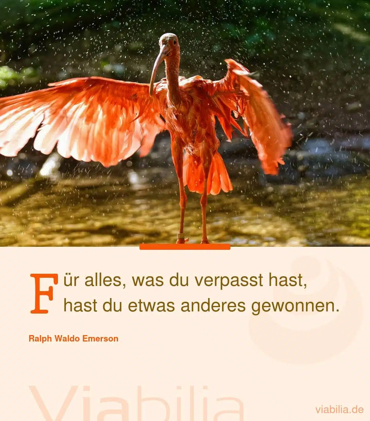 Mut mach-Spruch, wenn man etwas verpasst Mut mach-Spruch, wenn man etwas verpasst