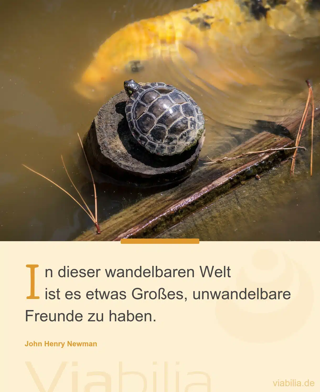 Spruch über Freundschaft in einer wandelbaren Welt