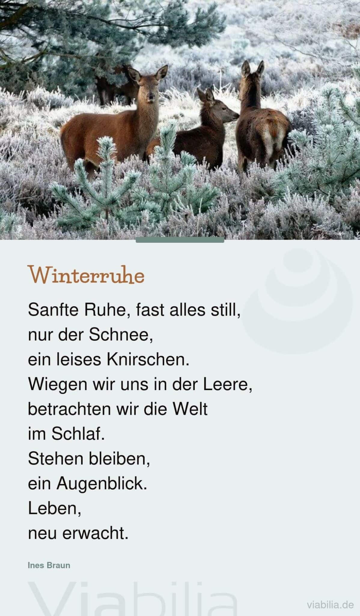Spruch über die Winterruhe, passend zum Advent Spruch über die Winterruhe, passend zum Advent