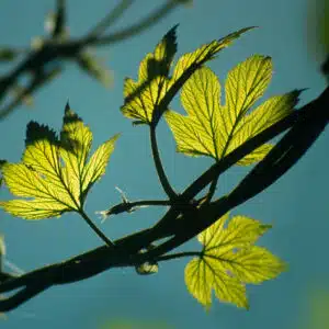 Ast mit leuchtenden Blättern als Symbol für Leben