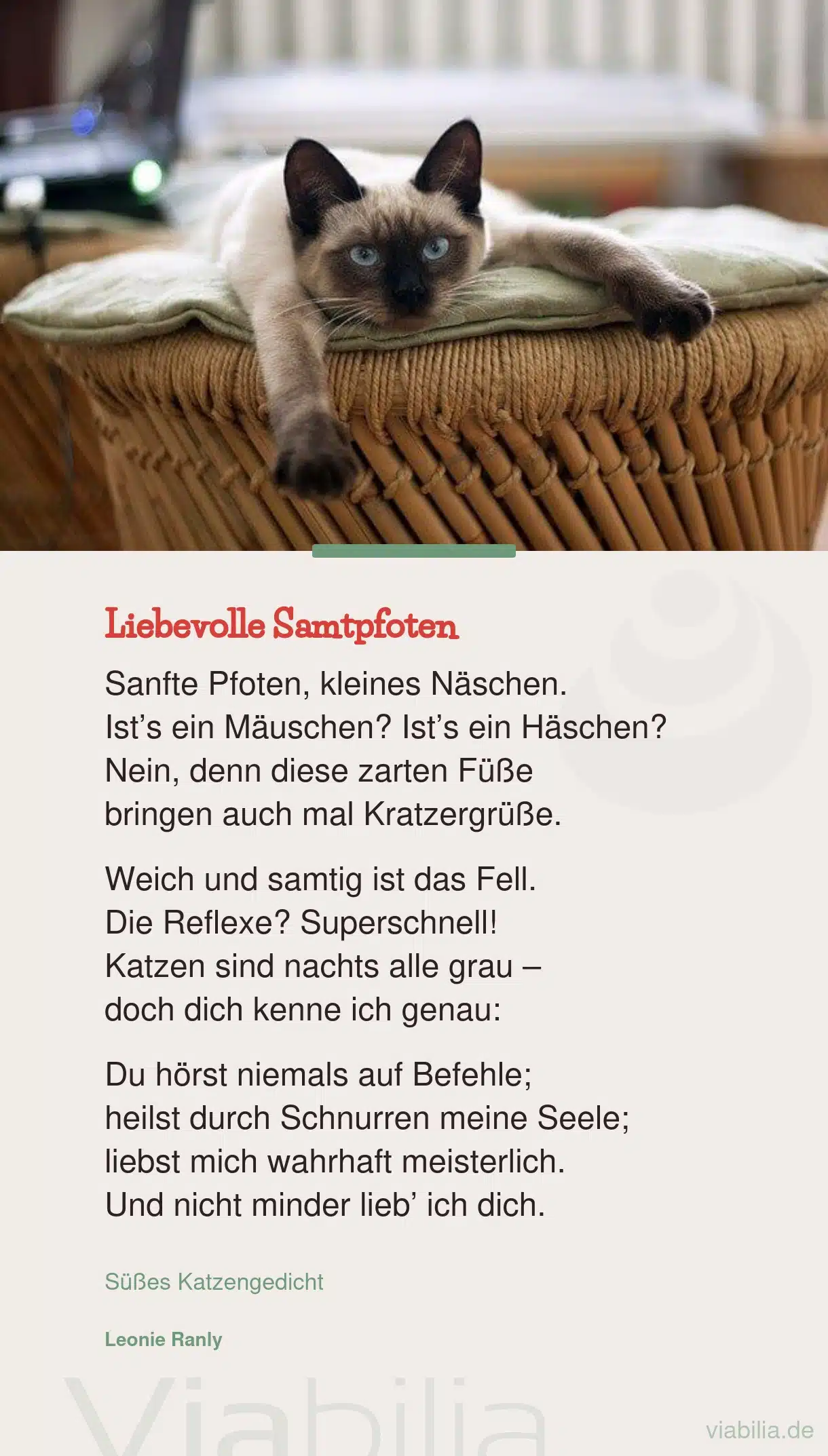 Süße Katzensprüche zum Verlieben