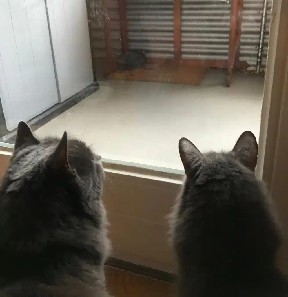 Taube mit zwei Katzen