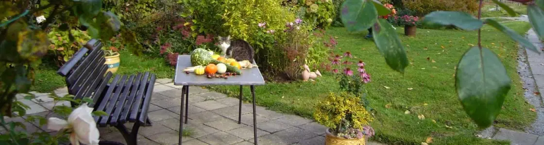 Sitzbank, Tisch und Katze im Garten