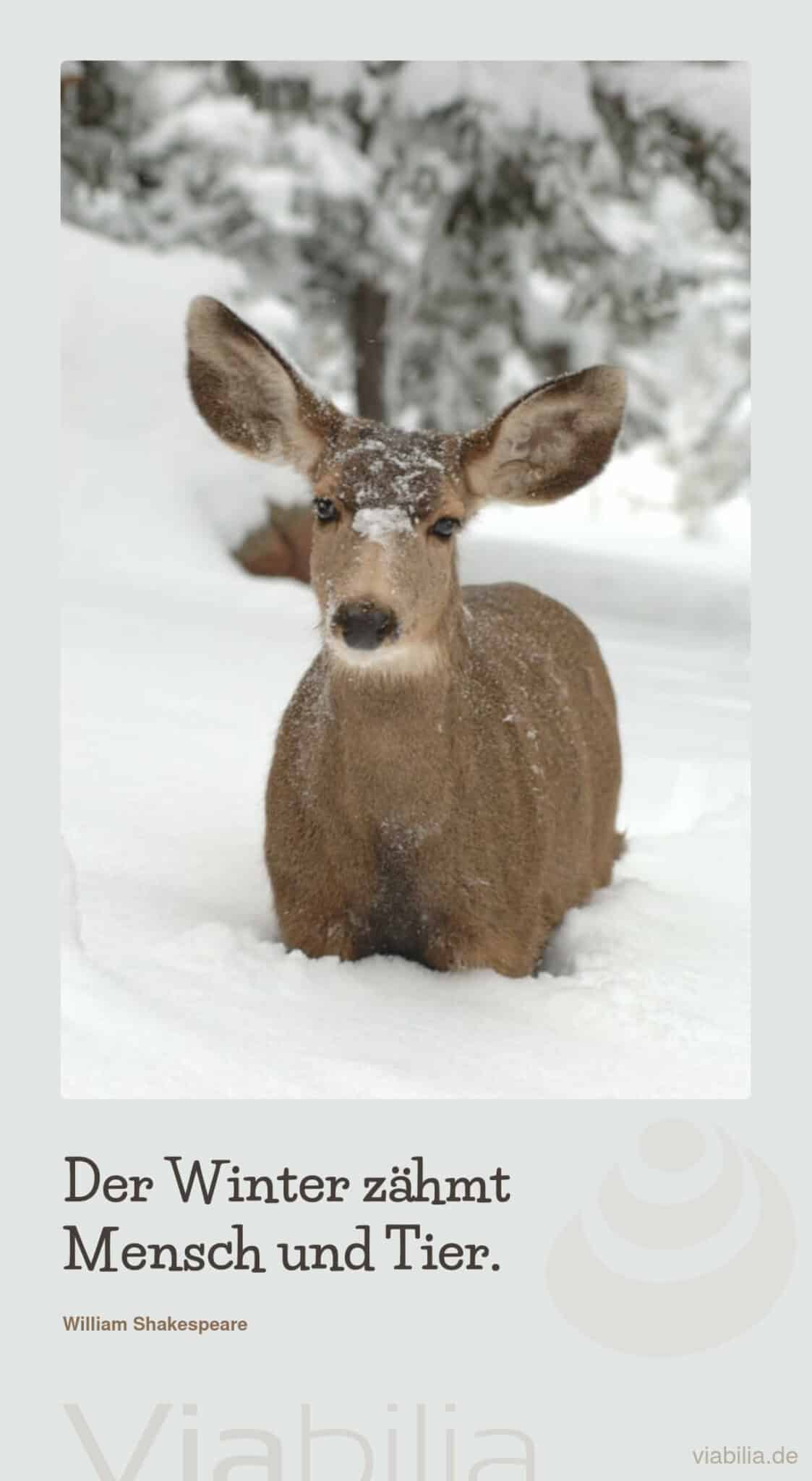 Tierspruch mit Hirsch im Winter