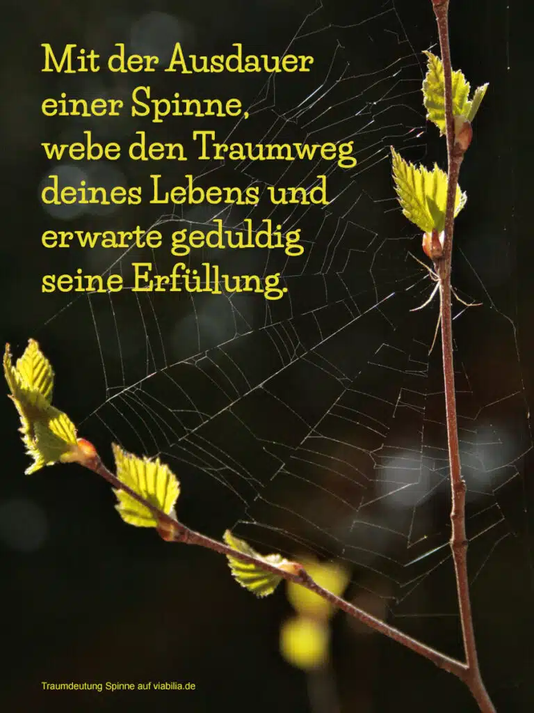 Traumdeutung Spinne und Spinnennetz