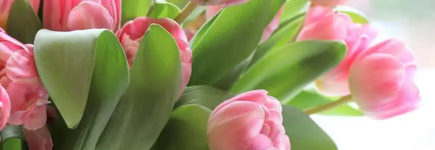Tulpenstrauß als Symbol für Blumen senden