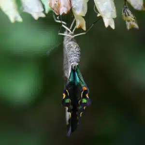 Schmetterling, der aus seinem Kokon schlüpft, als Beispiel für positive Veränderung