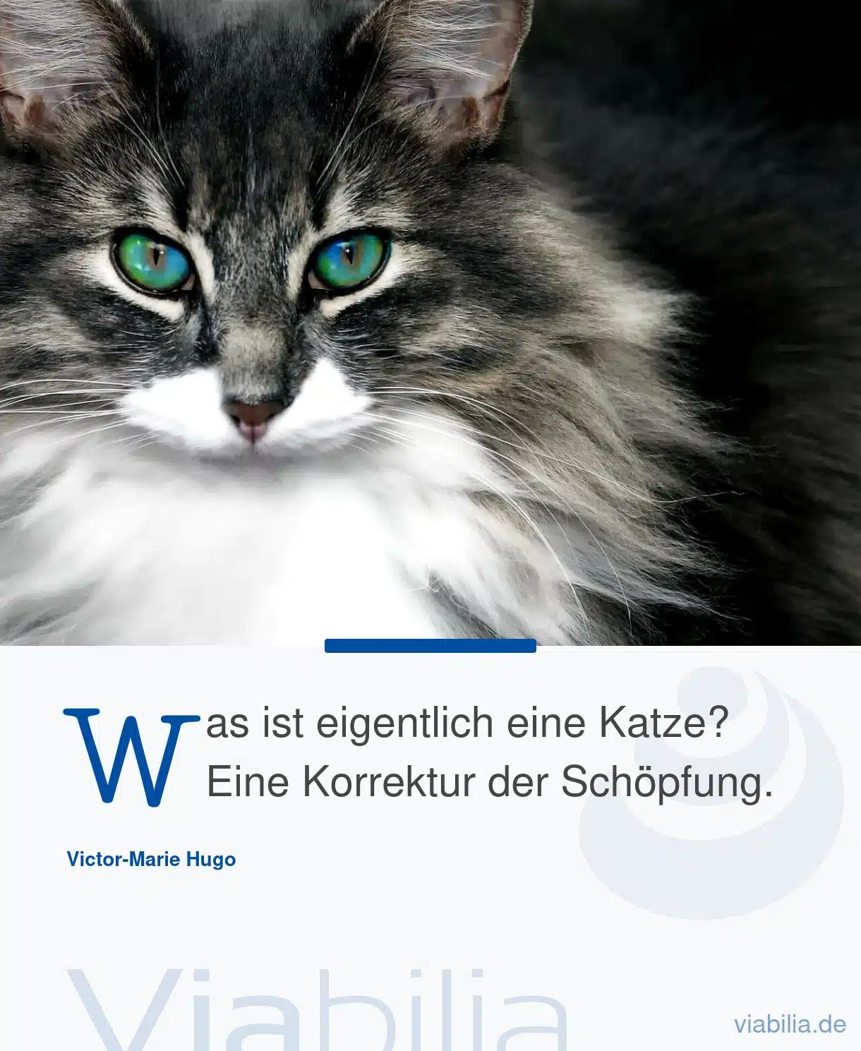 Katzenspruch: Was ist eine Katze?