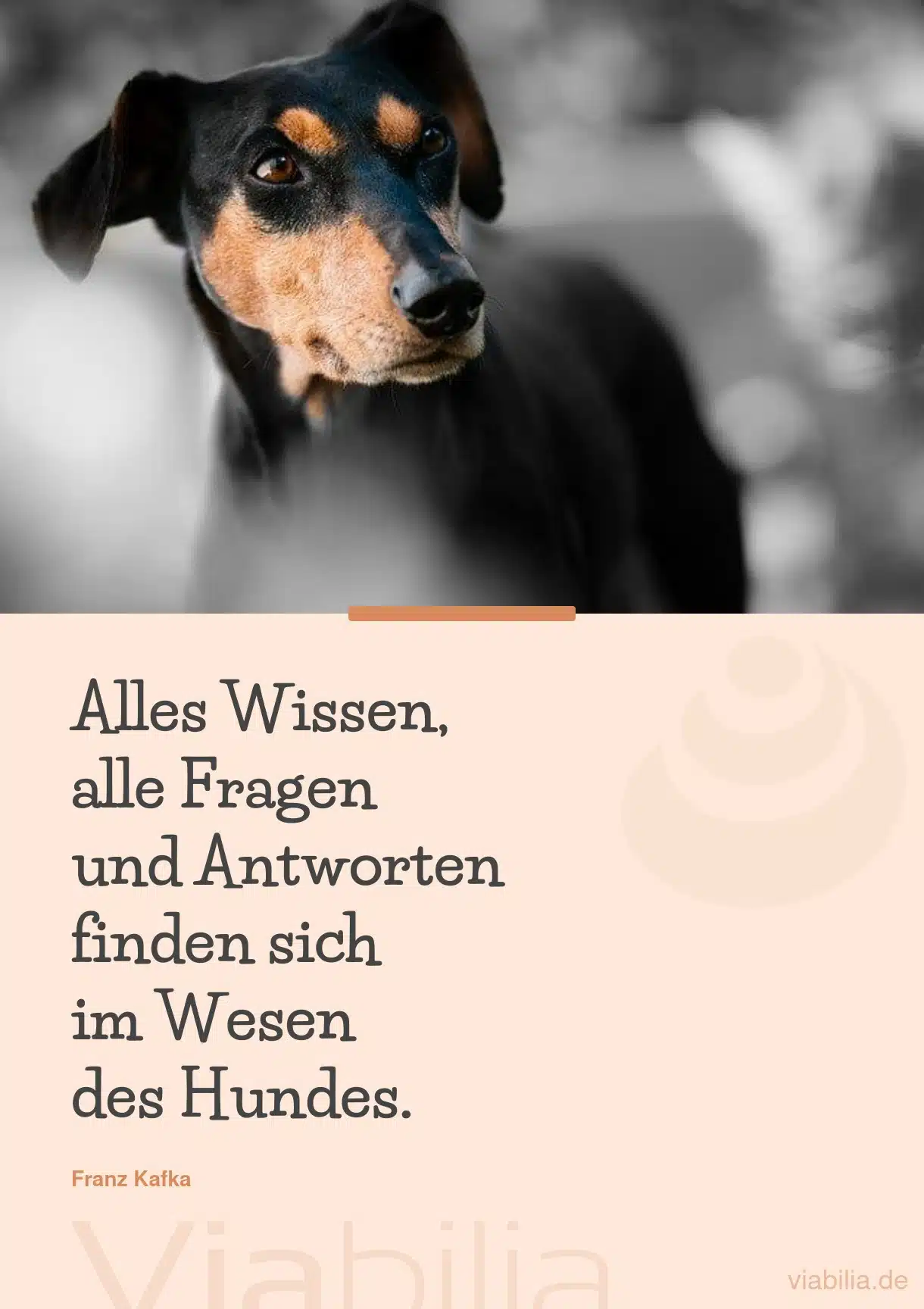 Hundesprüche als Liebeserklärung an den Hund