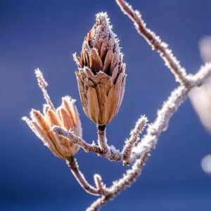 Knospen im Winter für Wintergrüße und Wintersprüche mit schönen Bildern