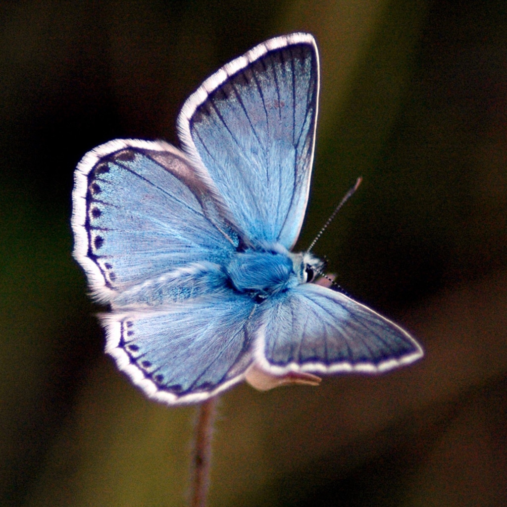 Ein wunderschöner, blauer Schmetterling als Symbol für Wunder auf dem Lebensweg